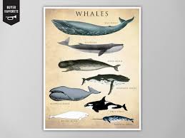 Whale Chart Art Print Whale Species Natural History Poster Natural History Scientific Print Whale Chart Art Print Whale Chart Poster