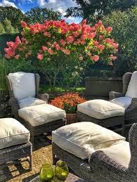 Check spelling or type a new query. Hydrangea Paniculata Limelight Private Garden In Potsdam International Tree Broker