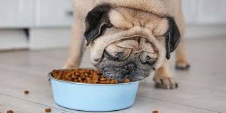 Stubborn but endearingly social, pugs are among america's favorite dogs. What S The Best Food For Pug Puppies 2020 Buyers Guide Pug Expert