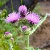 Another old common name for this plant is colic root, alluding to its medicinal use. 1