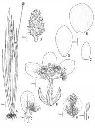 Image result for Xyridaceae