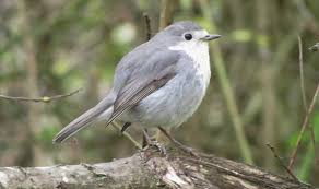 Birds With Red Heads Uk Grey Christmas Rare Mutant Grey Robin Spotted In Uk Grey Christmas Robin Day Robin