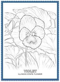 Illinois State Flower Violet By Usa Facts For Kids Flower Coloring Pages Flag Coloring Pages Animal Coloring Pages