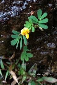 Image result for Smithia