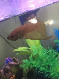 Cellophane™ is a polymeric cellulose film made from the cellulose from wood, cotton, hemp, or other sources. Rare Coloring On A Betta My Aquarium Club