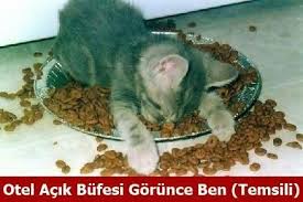 Murat Secen Adli Kullanicinin Komik Caps Panosundaki Pin Komik Kediler Kedi Komik