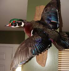 Flying Wood Duck Mount Georgia Outdoor News Forum Wood Duck Mounts Duck Mount Wood Ducks