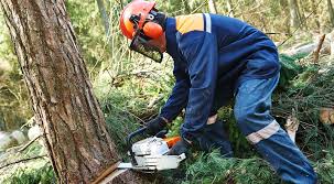 45° hinter dem baum in beiden richtungen, damit ihr fluchtweg nicht versperrt wird. Baum Fallen Anleitung Zum Baume Richtig Fallen