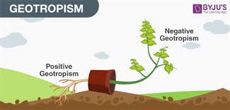Gravitropism Study Flashcards Biology Classroom Science Projects