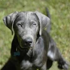 Lancaster puppies advertises puppies for sale in pa, as well as ohio, indiana, new york and other states. Silver Labrador Retriever Facts About Silver Labs You Need To Know Today