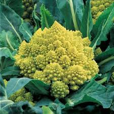 Romanesco broccoli (also known as roman cauliflower, broccolo romanesco, romanesque cauliflower or simply romanesco) is an edible flower bud of the species brassica oleracea. Blumenkohl Romanesco Natalino