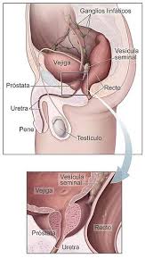 Explains prostate problems including prostatitis and benign prostatic hyperplasia. File Prostata Jpg Wikimedia Commons