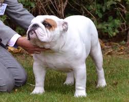 Ch, Jr Ch, Multi Ch Sir Stuart Strange Av Wesbasian