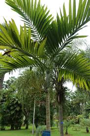 Image result for Ptychosperma elegans