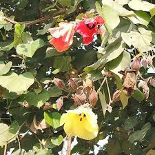 Image result for Hibiscus tiliaceus