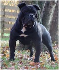 We did not find results for: Victorian Bulldog Victorian Bulldog Bully Breeds Dogs Bulldog Breeds