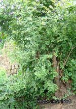 Image result for Flueggea virosa