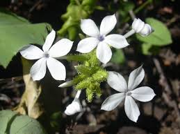 Image result for Plumbago zeylanica
