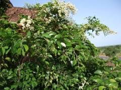 Image result for Copaifera baumiana