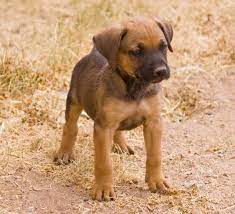 German shepherds and boxers are intelligent dogs. Pin On Puppies