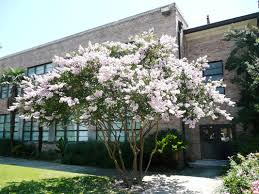 Find out which plants can be used for hedges in landscaping, ornamental gardening, or can be grown in pots. Here S Why Crape Myrtles May Not Bloom