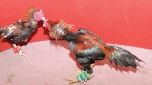 Udah cari2 kemana2 untuk pesan ayam jago sebuah taktik untuk melahirkan jenis ayam petarung paling unggul. Agromedia Mengenal Jenis Ayam Petarung Agromedia