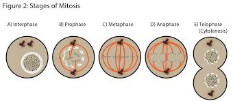 Biology Unit 3 Mitosis Diagram Quizlet