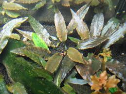 Cryptocoryne wendtii can be very easy to propagate. Cryptocoryne Wendtii Tropica Shrimpfarmffm Shrimpfarm Frankfurt De
