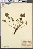 Image result for Monochoria africana