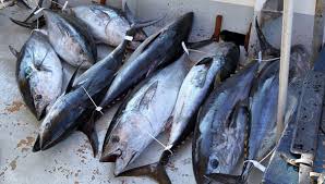 Le thon en conserve est un choix pratique lorsque le temps de préparation du repas est compté. Les Quotas De Peche Au Thon Rouge Releves De 20 En Mediterranee