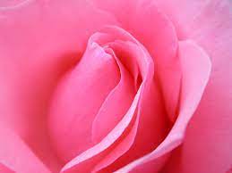 We are constantly adding flowers wallpapers, pictures and photos to this website. 25 Beautiful Flower Wallpapers For Your Desktop Flower Pictures