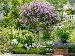 Image result for Syringa meyeri ´Palibin