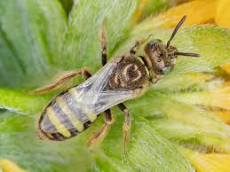 Image result for Isoglossa perdita