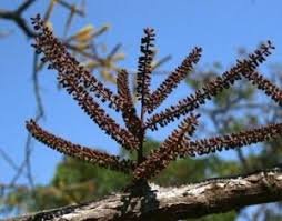 Image result for Hippocratea goetzei