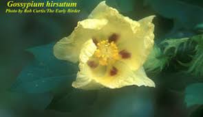 Image result for Craterostigma hirsutum