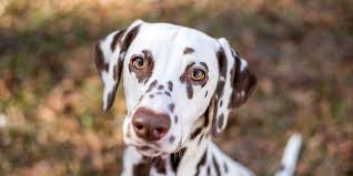 Image result for dalmatian