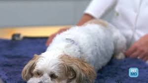 A dog can become lame for many reasons, ranging from a simple sprain or a cut pad all the way to cancer. 5327099874001