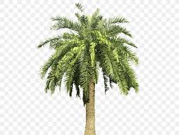 It is a relative of phoenix dactylifera, the true date palm. Arecaceae Canary Island Date Palm Tree Png 500x620px Arecaceae Arecales Attalea Attalea Speciosa Babassu Download Free