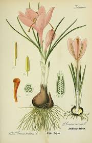 Crocus From The Biodivlibrary Via Flickr Botanical Drawings Botanical Illustration Botanical Illustration Vintage