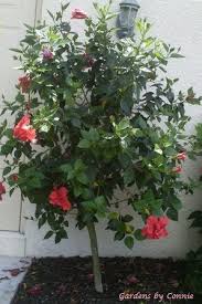 Hibiscus weeping albo lacinatus tropical hibiscus pint plant. Hibiscus