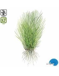 Image result for Eleocharis minuta