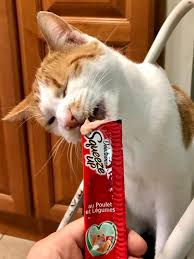 Have fun and bond with your cat as she paws at you eagerly, begging you to hand feed . Delectables Squeeze Up Senior 10 Chicken 4 Count Hartz