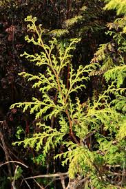 Image result for Odontosoria africana