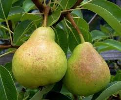 Quality control procedures ensure the trees are healthy, and accurately labelled. Buy Merton Pride Cordon Tree Online Crj Fruit Trees Nursery Uk