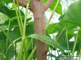 Image result for Sesbania brevipedunculata