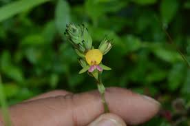 Image result for Alysicarpus glumaceus