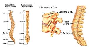 Transcript/notes structure of bone tissue the bones in your body are made up of an extraordinarily complex connective tissue that's structure matches its the bones in your body have 3 major types of bone cells. Back Problems Surrey Imsk