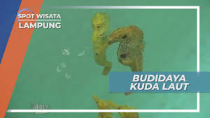 Tulungagung regencu (pronounced tuloŋaɡoŋ) is a regency (kabupaten) of east java province, indonesia. Pasar Senggol Tulungagung Keramaian Kuliner Bangoan Kedongwaru Di Hari Minggu