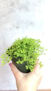 Image result for Selaginella afrorum