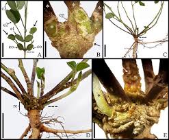 Image result for Aeschynomene multicaulis